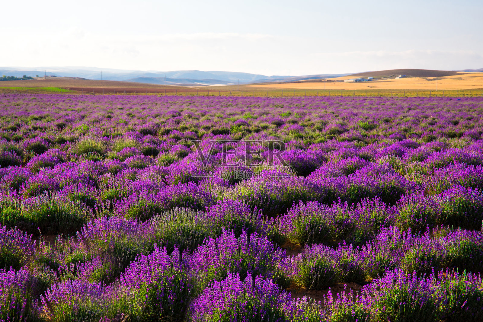 薰衣草田中的薰衣草花照片摄影图片