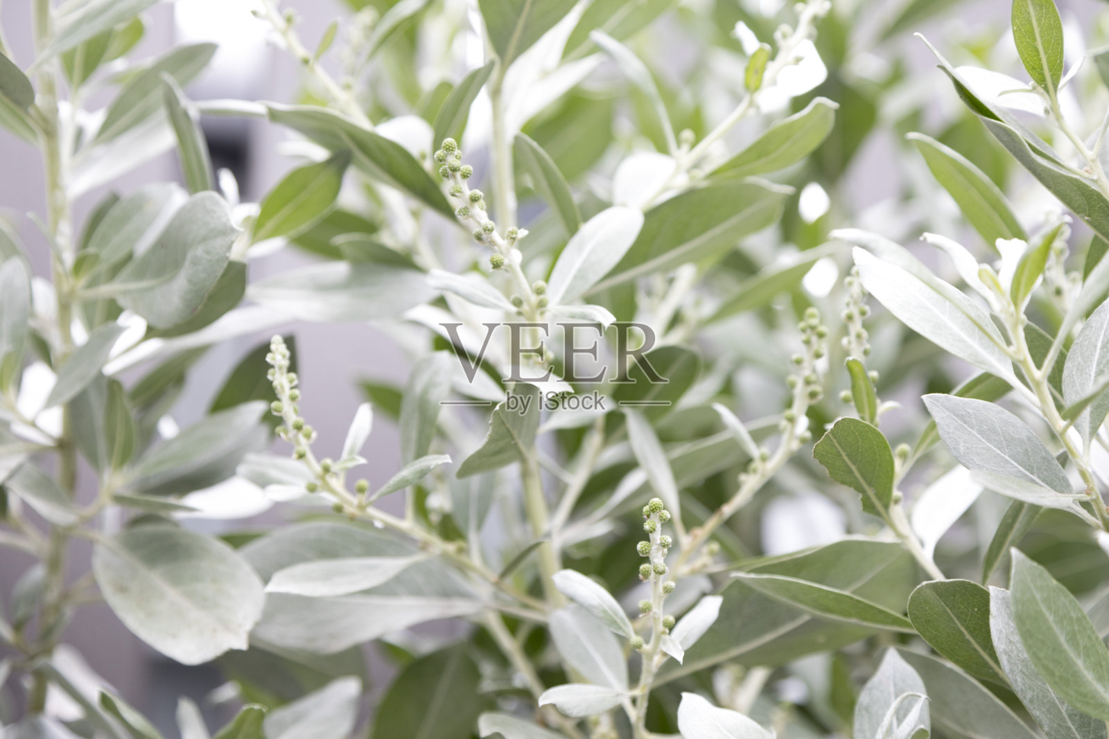 花园中的短声门叶，也称长声门叶照片摄影图片