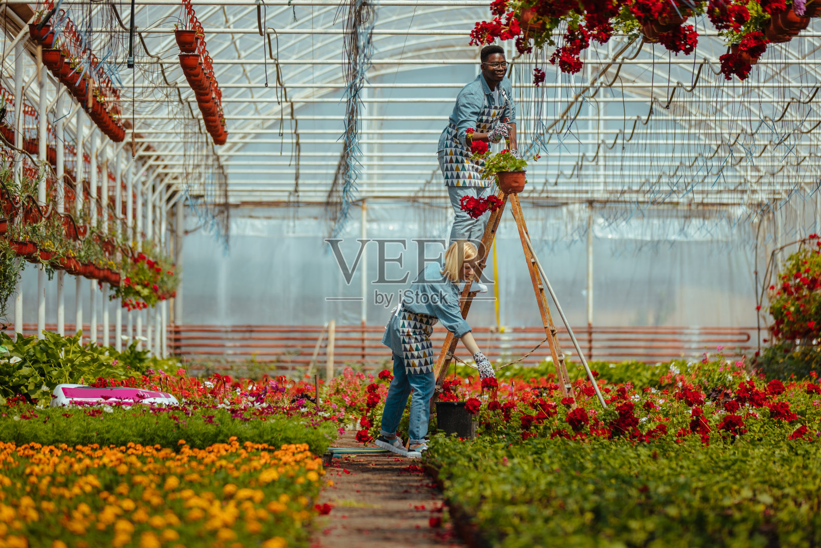 在温室里工作的园丁照片摄影图片