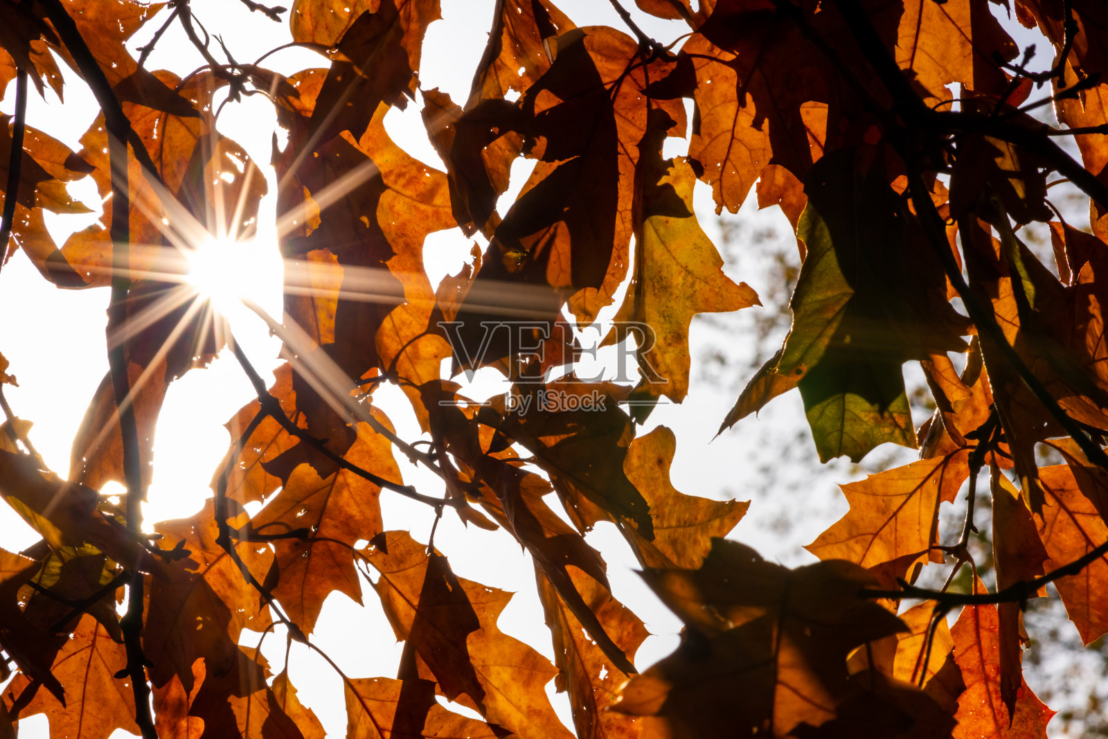 秋天浪漫的秋天心情与色彩缤纷的树叶在阳光下闪耀明亮的橙色，红色和黄色的颜色作为大自然美丽的一面在印度的夏天与暖色和宏观的叶子细节照片摄影图片