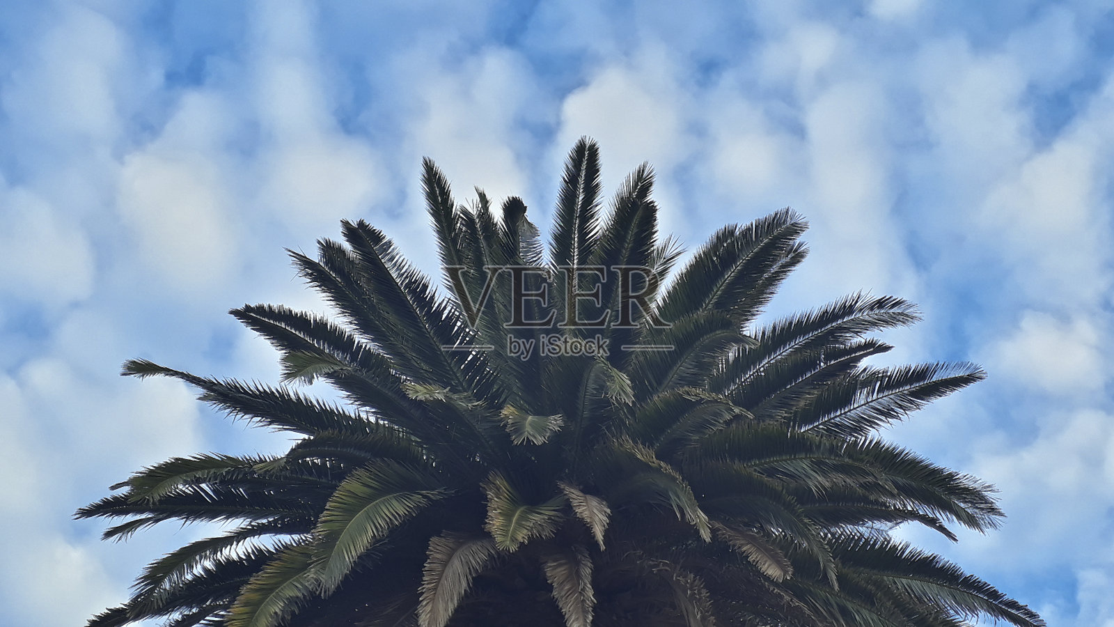 多云天空上的棕榈树照片摄影图片