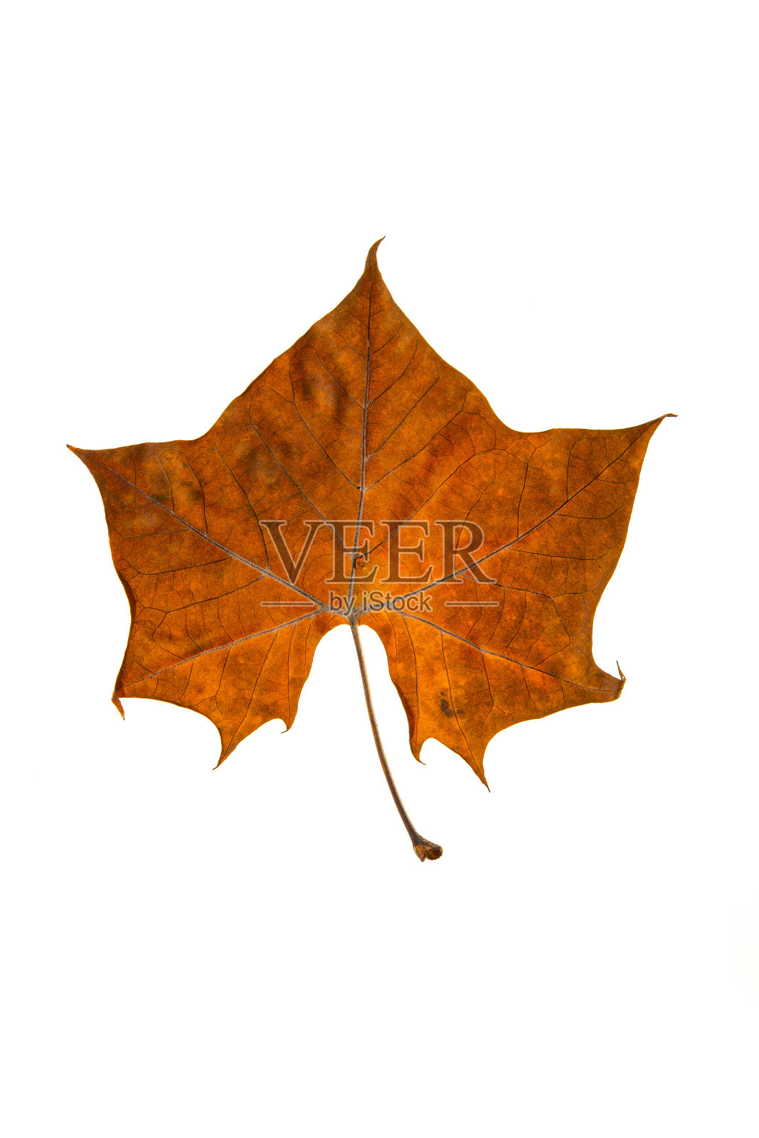 梧桐叶在白色的背景。照片摄影图片