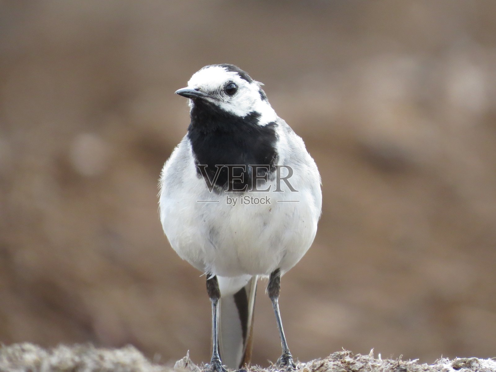 鸟在风景如画的地方照片摄影图片