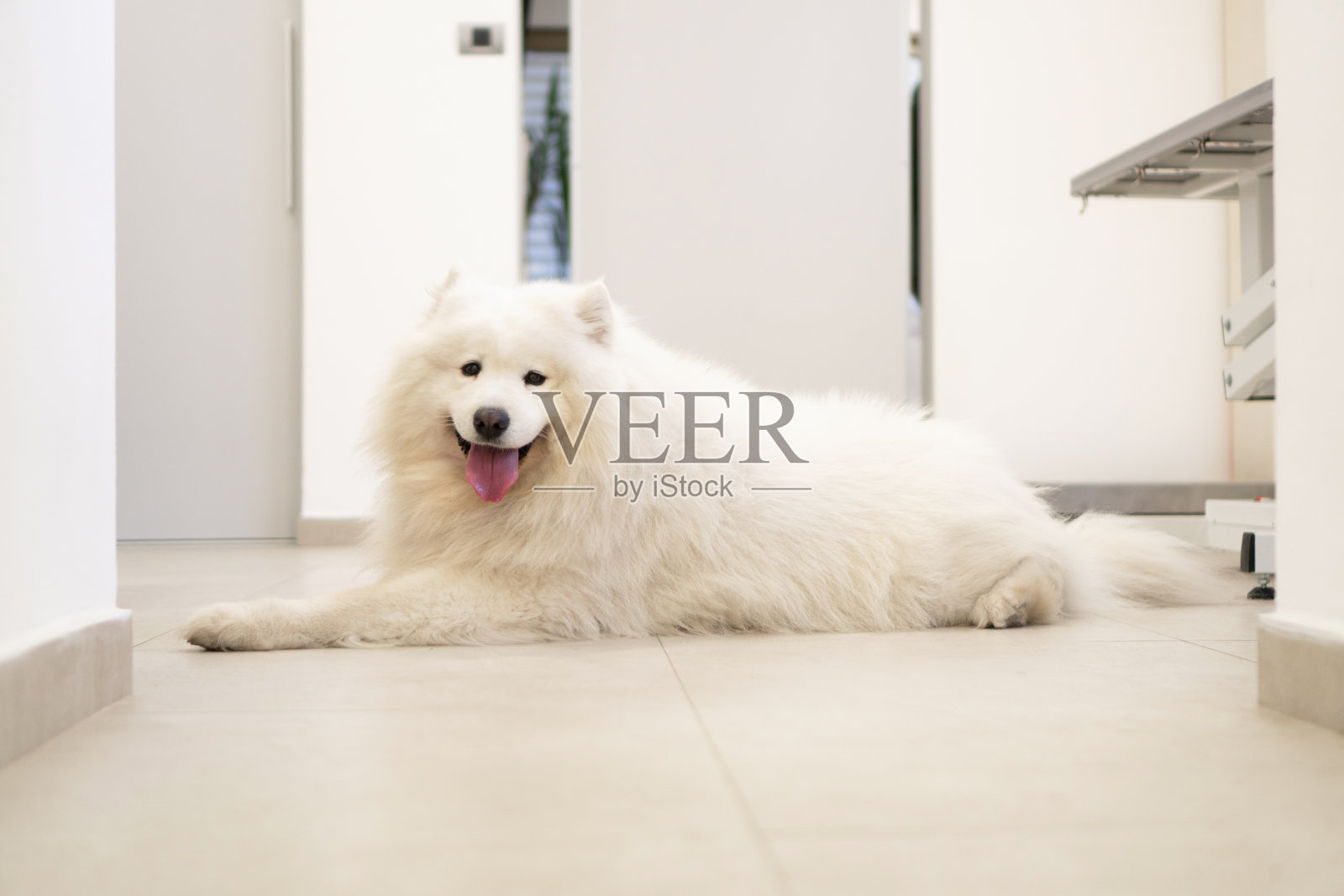 萨莫耶德人照片摄影图片