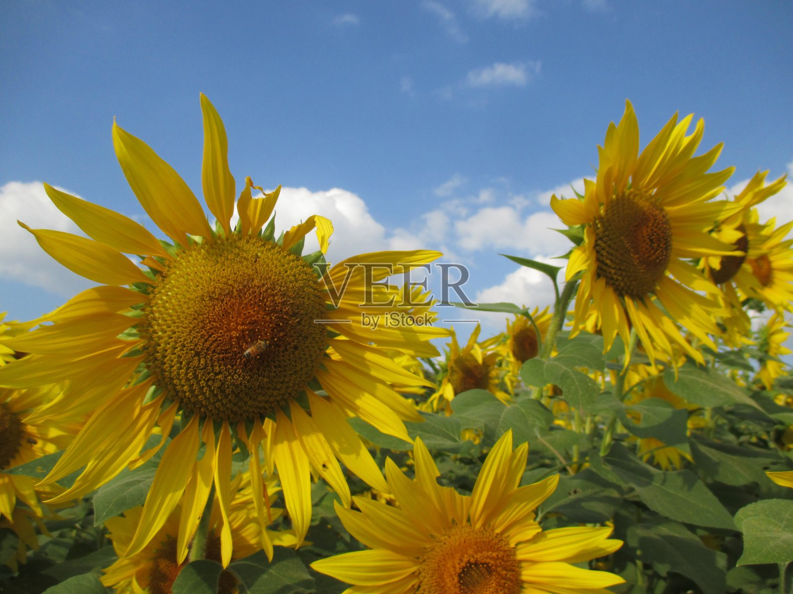 美丽的日本秋天向日葵大的花照片摄影图片