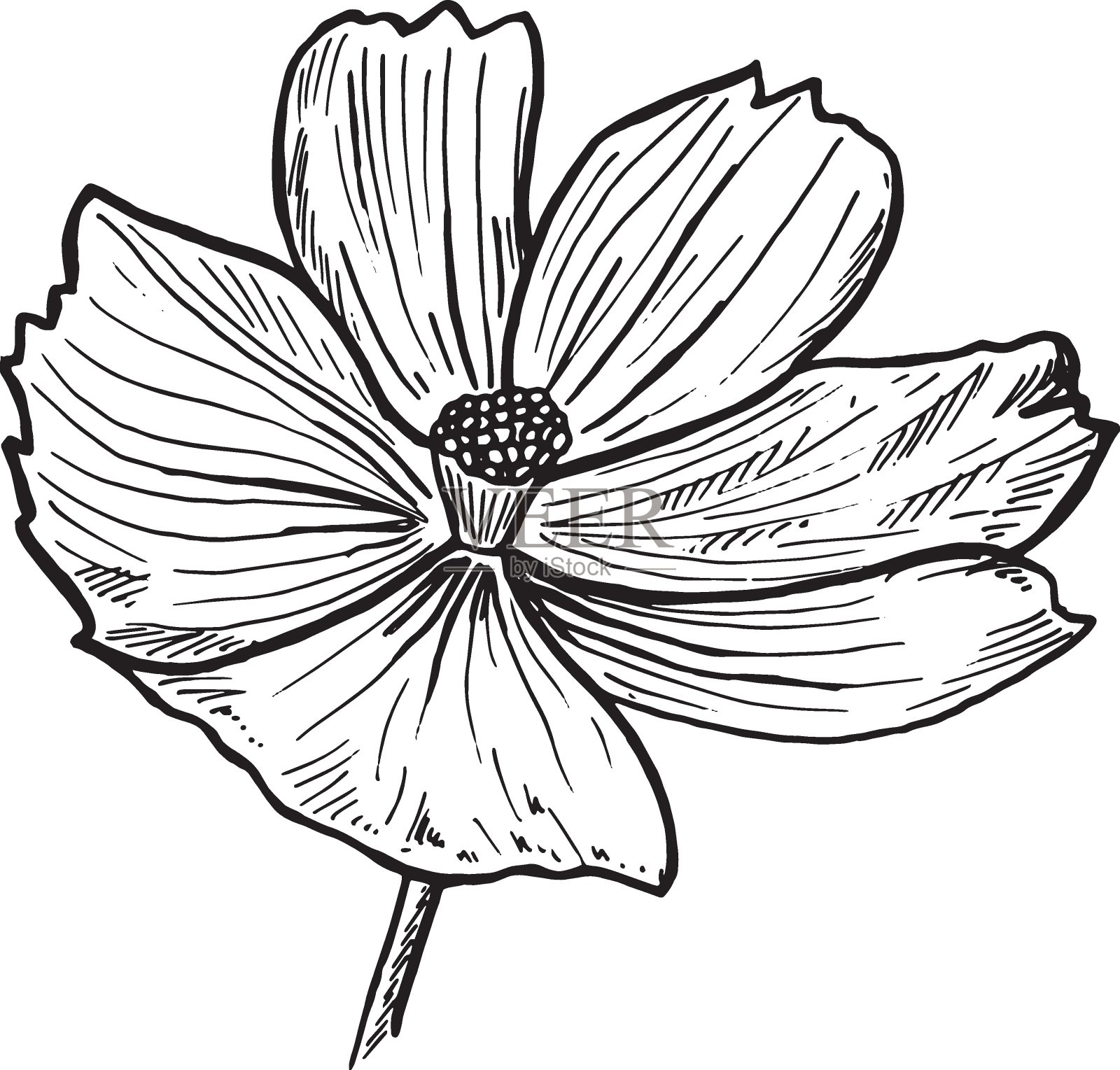 硫宇宙花。孤立在白色背景上。抽象最小向量插图。宇宙sulphureus。可用于贺卡、传单、请柬、网页设计等插画图片素材