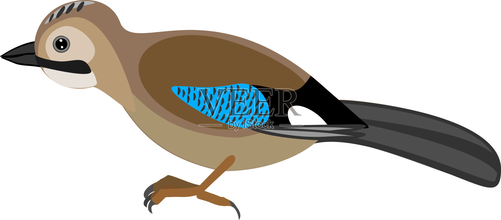 卡通欧亚鸦(黑嘴鸦)孤立在白色背景上设计元素图片