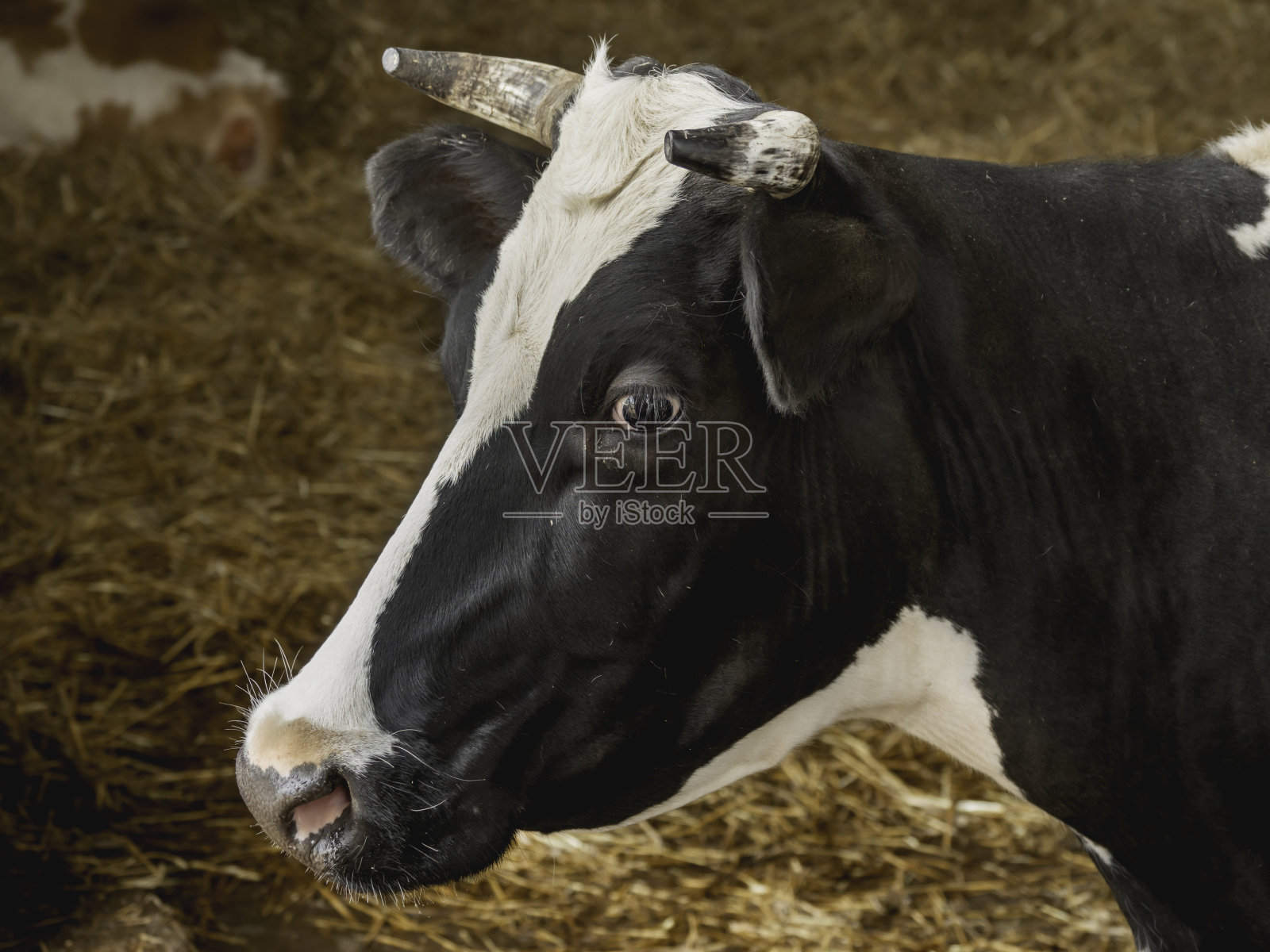 黑白奶牛咀嚼干草的特写肖像。一群奶牛和牛棚里的公牛。畜牧业。哺乳动物在农场。照片摄影图片