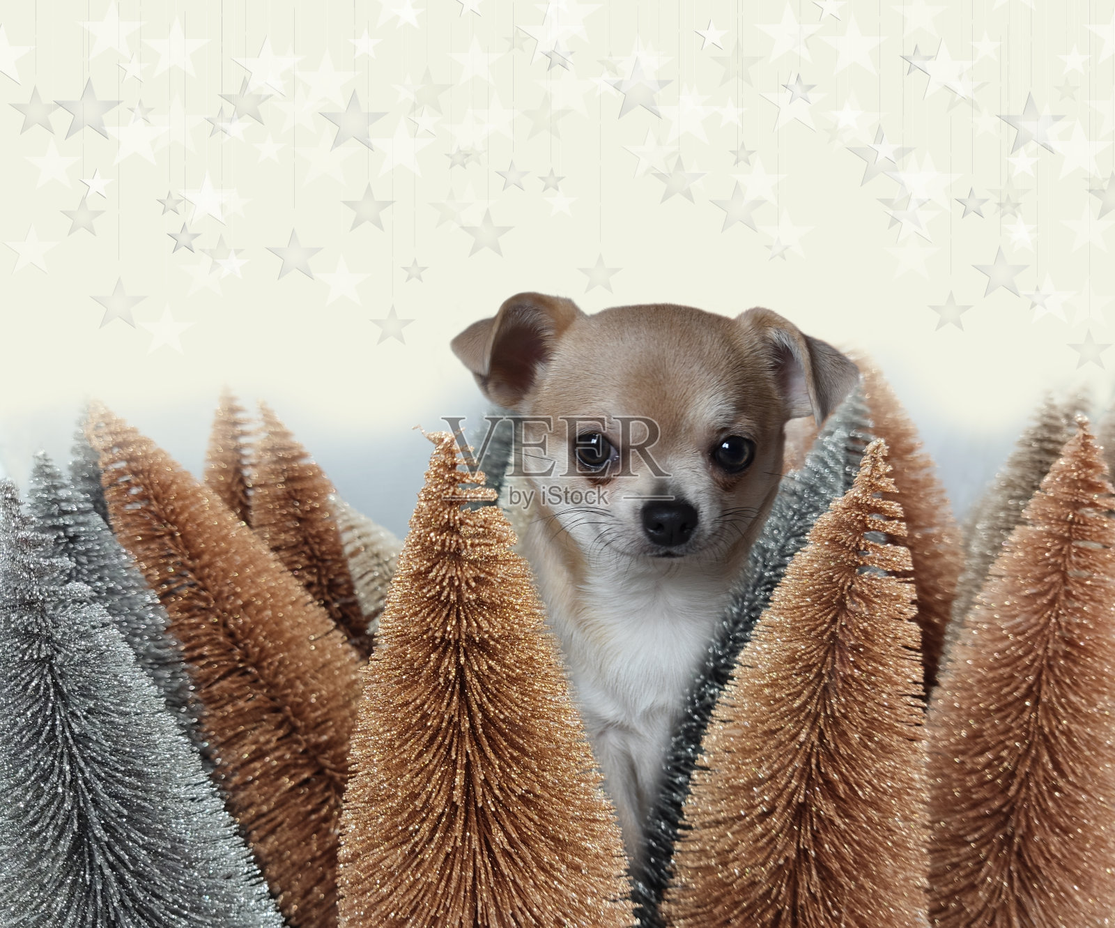 可爱的小吉娃娃狗在闪闪发光的新年树中偷看-漂亮的圣诞问候背景照片摄影图片