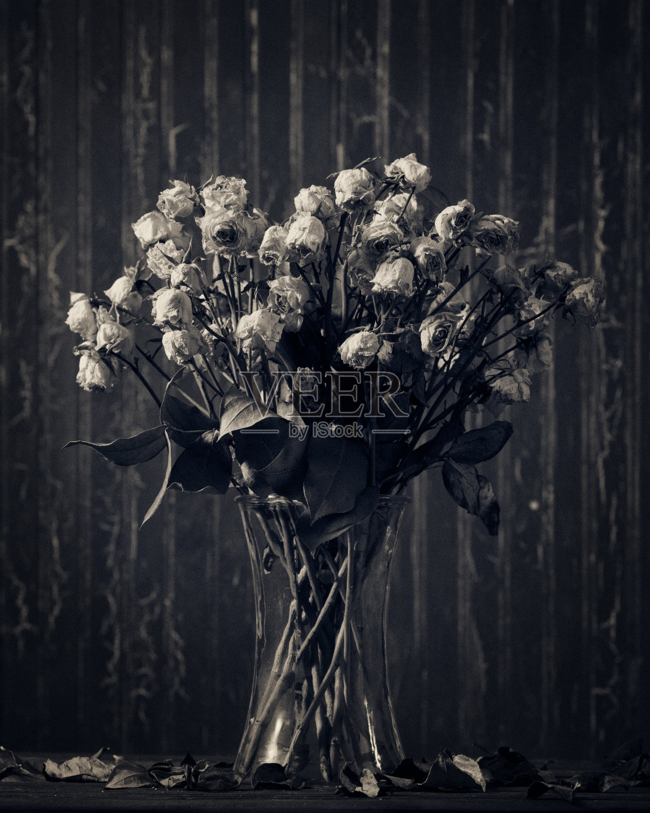 死去的白玫瑰在花瓶在黑暗的背景。照片摄影图片