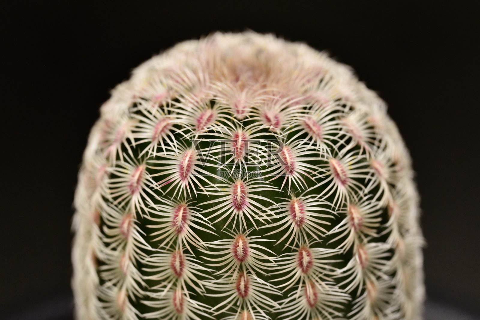 仙人掌照片摄影图片