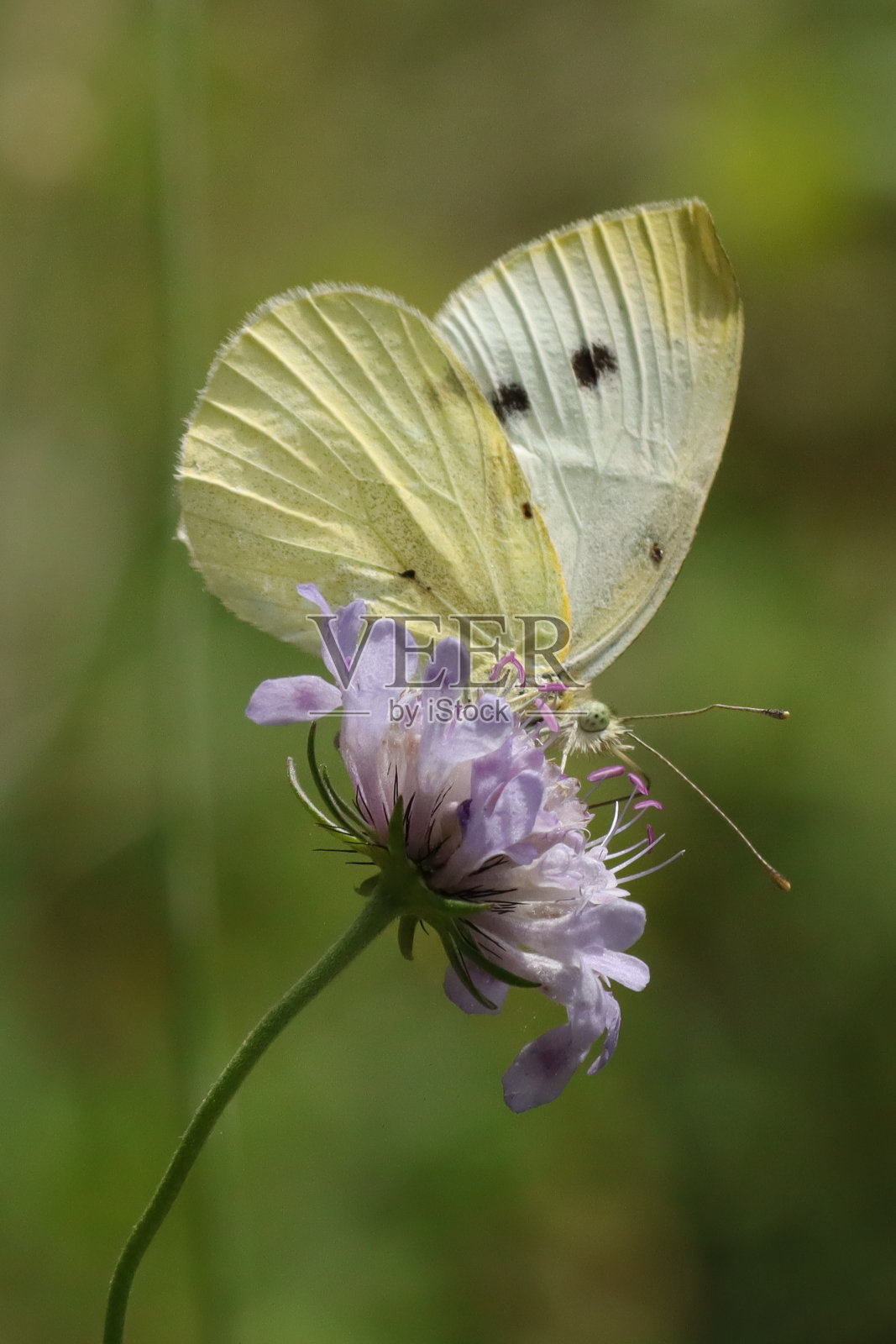 皮耶里斯·拉帕照片摄影图片