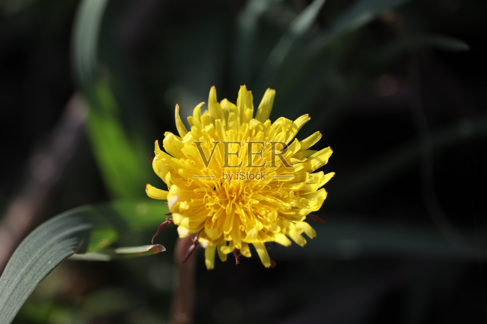 混合的花照片摄影图片