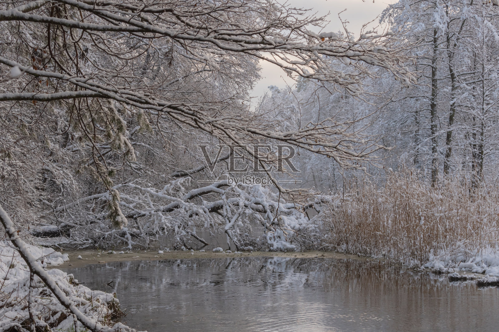 小河穿过白雪皑皑的森林照片摄影图片
