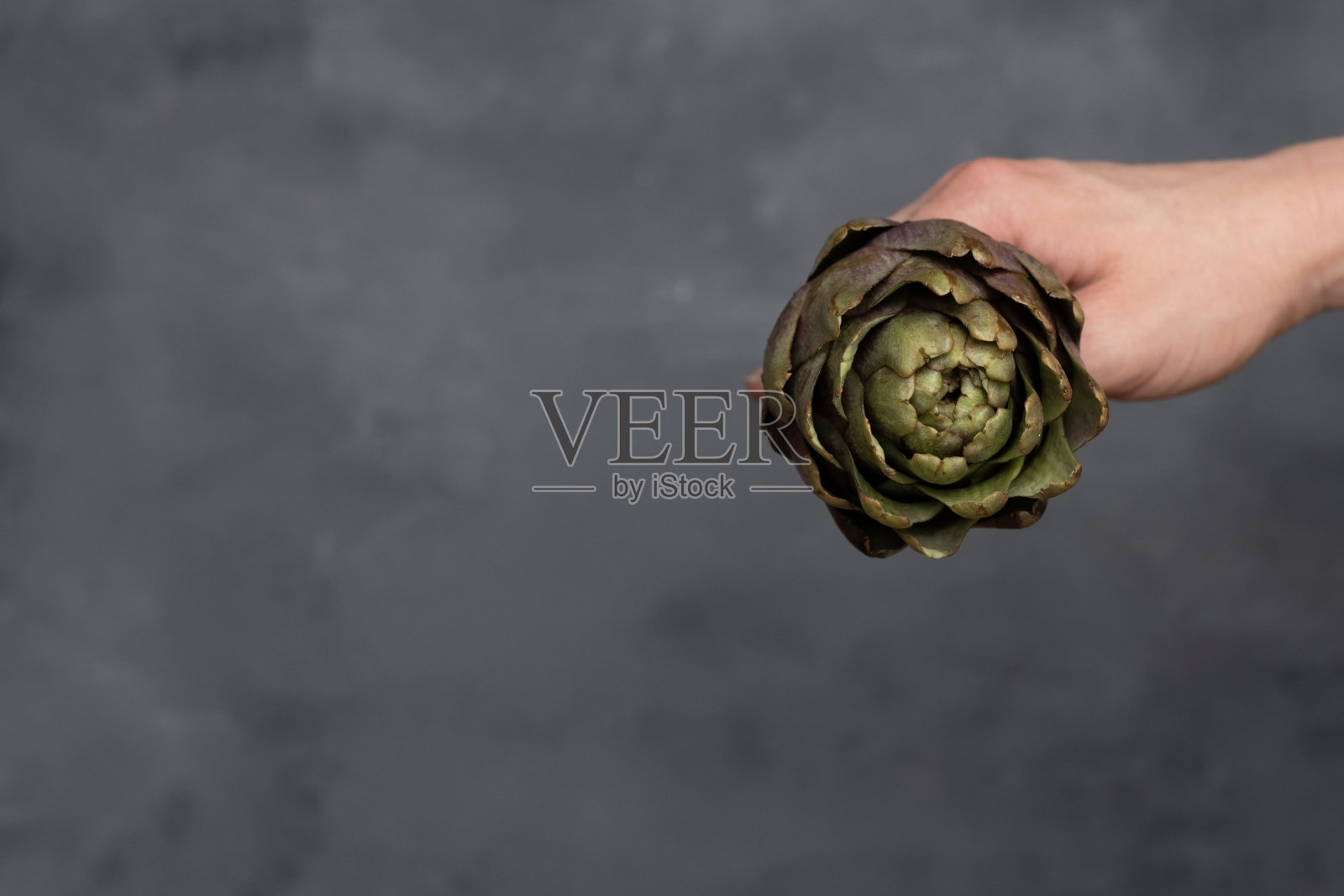 白种男性手持新鲜，红色洋蓟孤立在灰色背景上。照片摄影图片