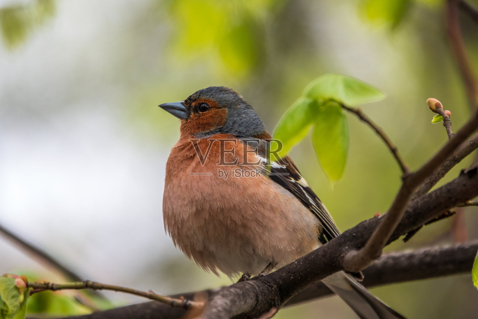 春天，普通的苍头燕雀(Fringilla coelebs)坐在绿色背景的树枝上。野生动物中常见的苍头燕雀。照片摄影图片
