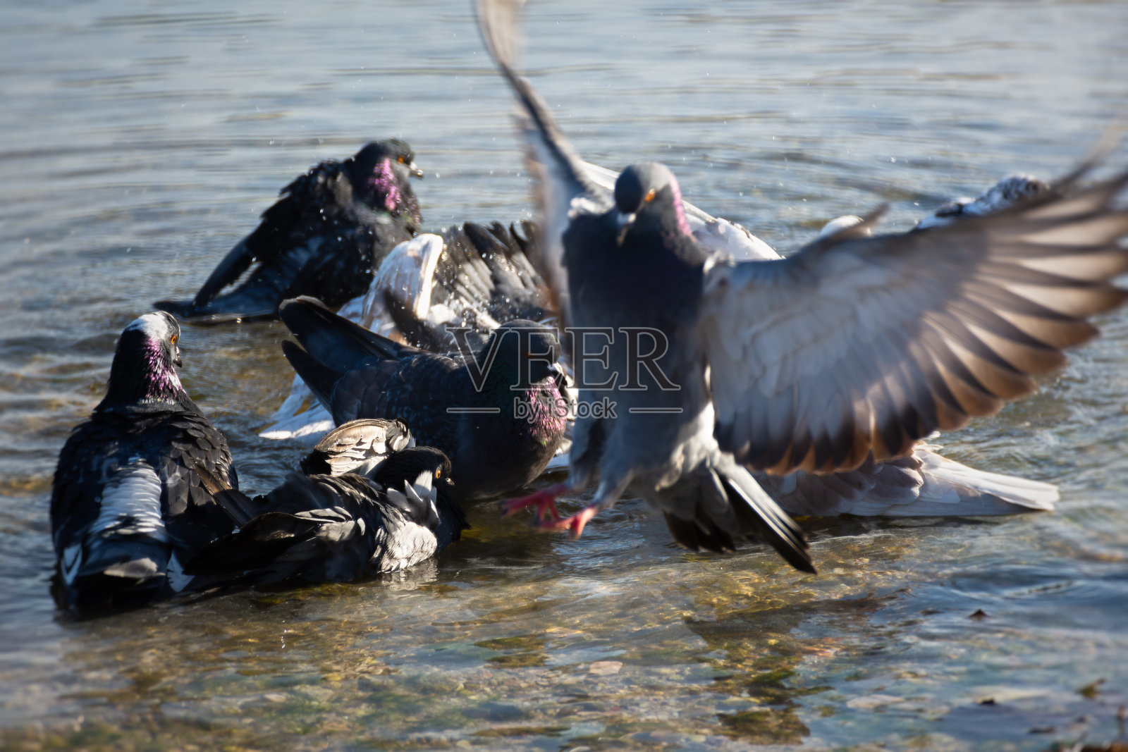 鸽子用水洗澡。照片摄影图片