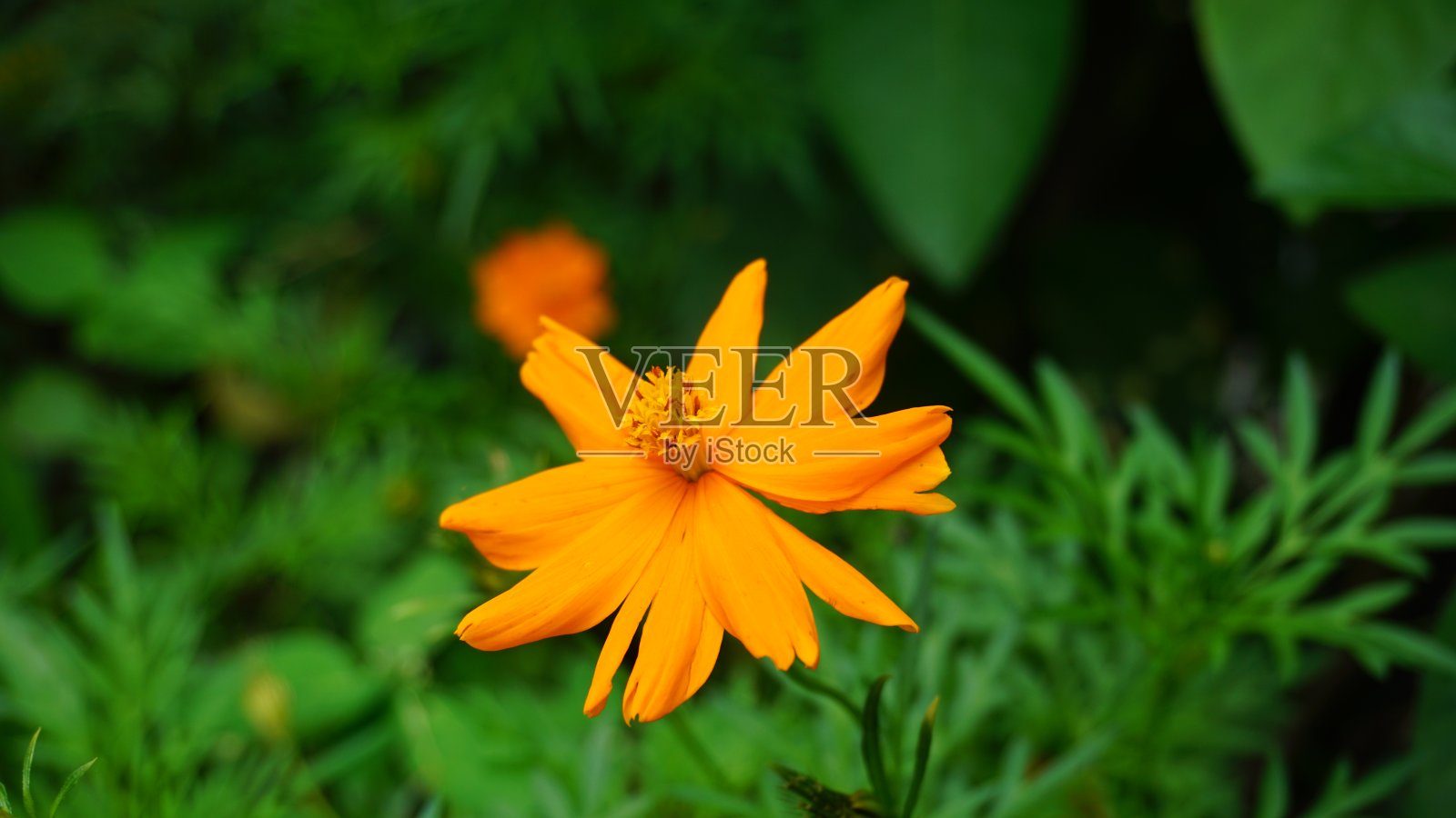 黄色kenikir花照片摄影图片