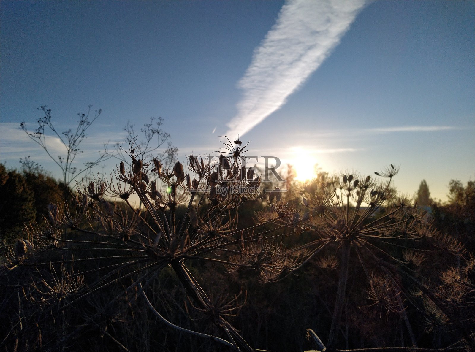 异国情调的绽放照片摄影图片