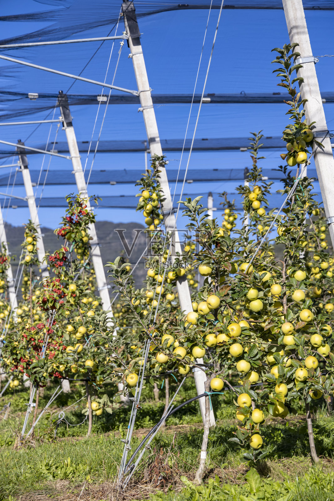 意大利南蒂罗尔Aica的苹果园照片摄影图片