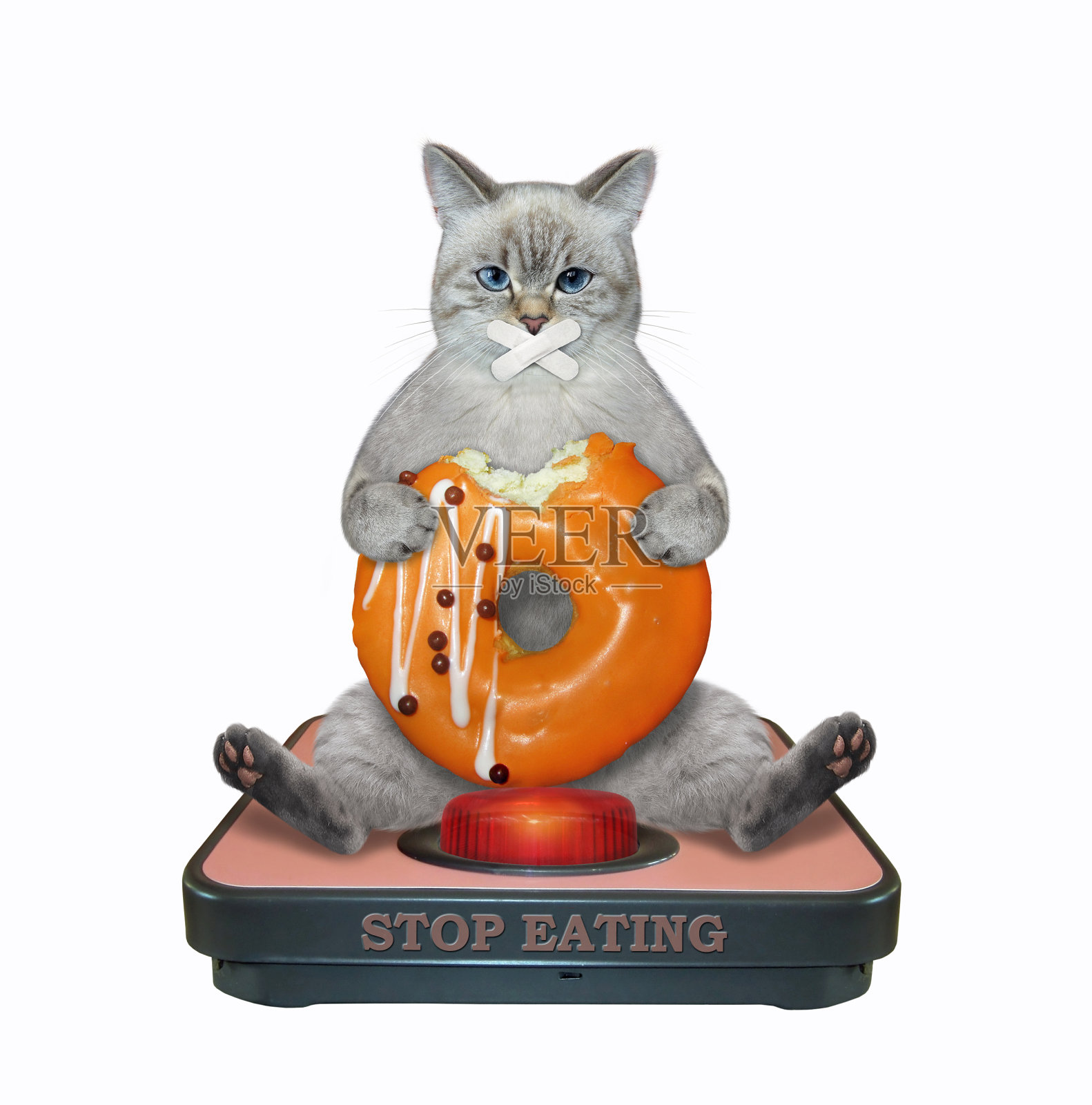 一只灰白色的猫，体重秤上有橙色的甜甜圈照片摄影图片