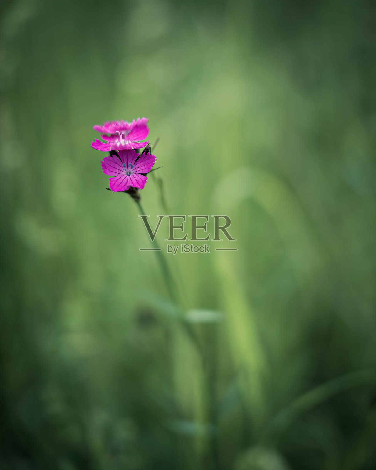 大自然森林里五彩缤纷的花朵。照片摄影图片