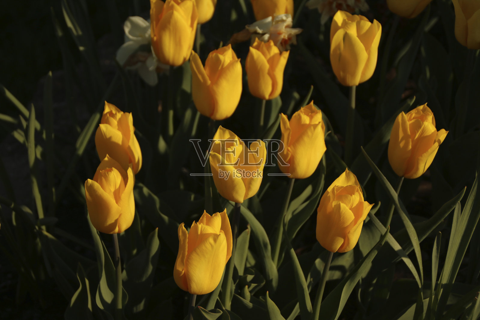 花照片摄影图片