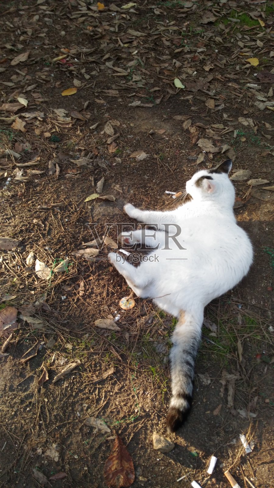 公园里的一只猫照片摄影图片