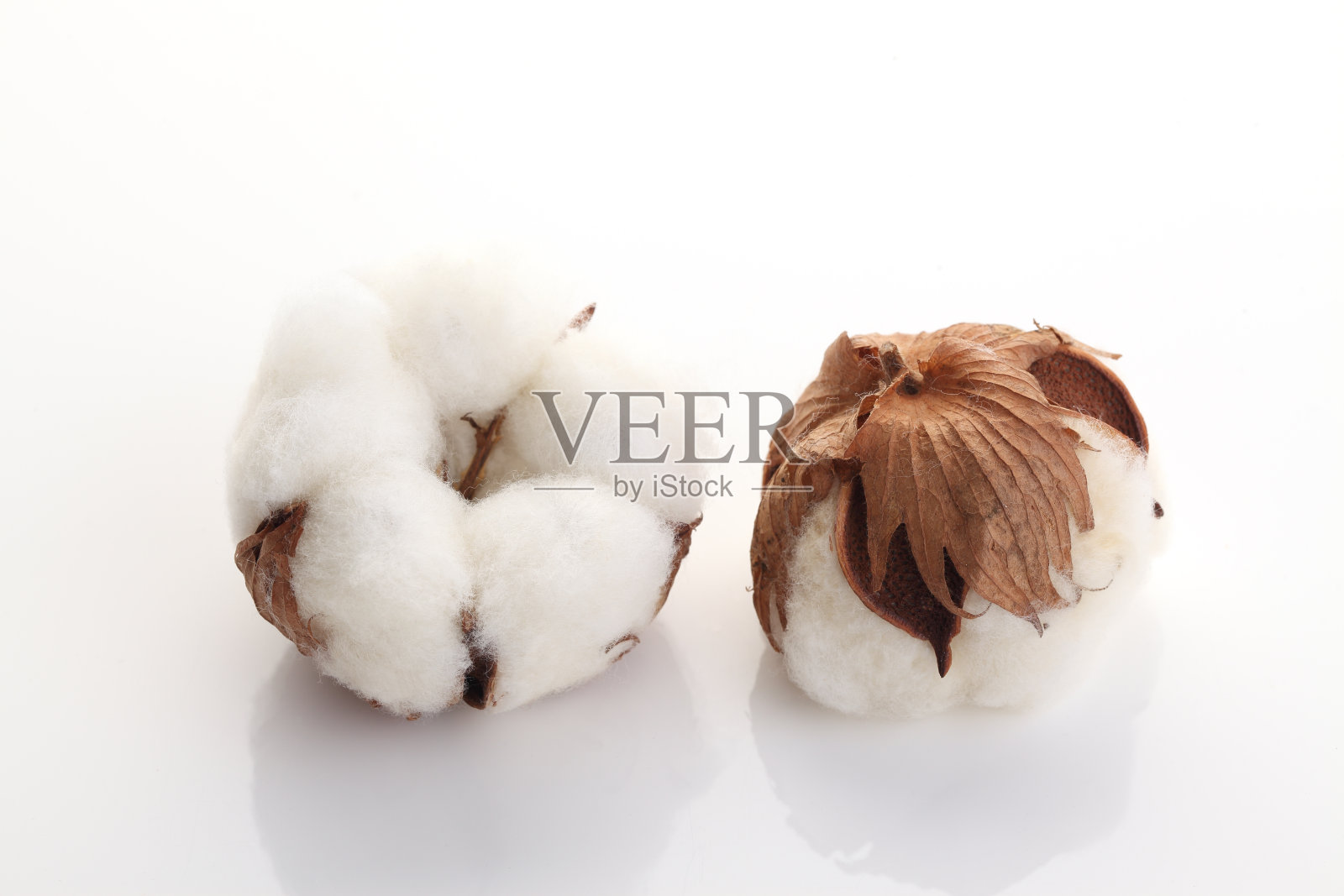 棉花花照片摄影图片