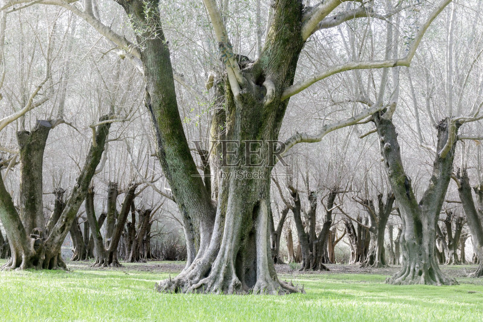 橄榄树果园照片摄影图片