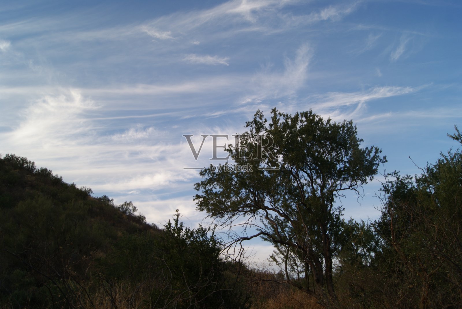 蓝色的天空在黑色的前景照片摄影图片