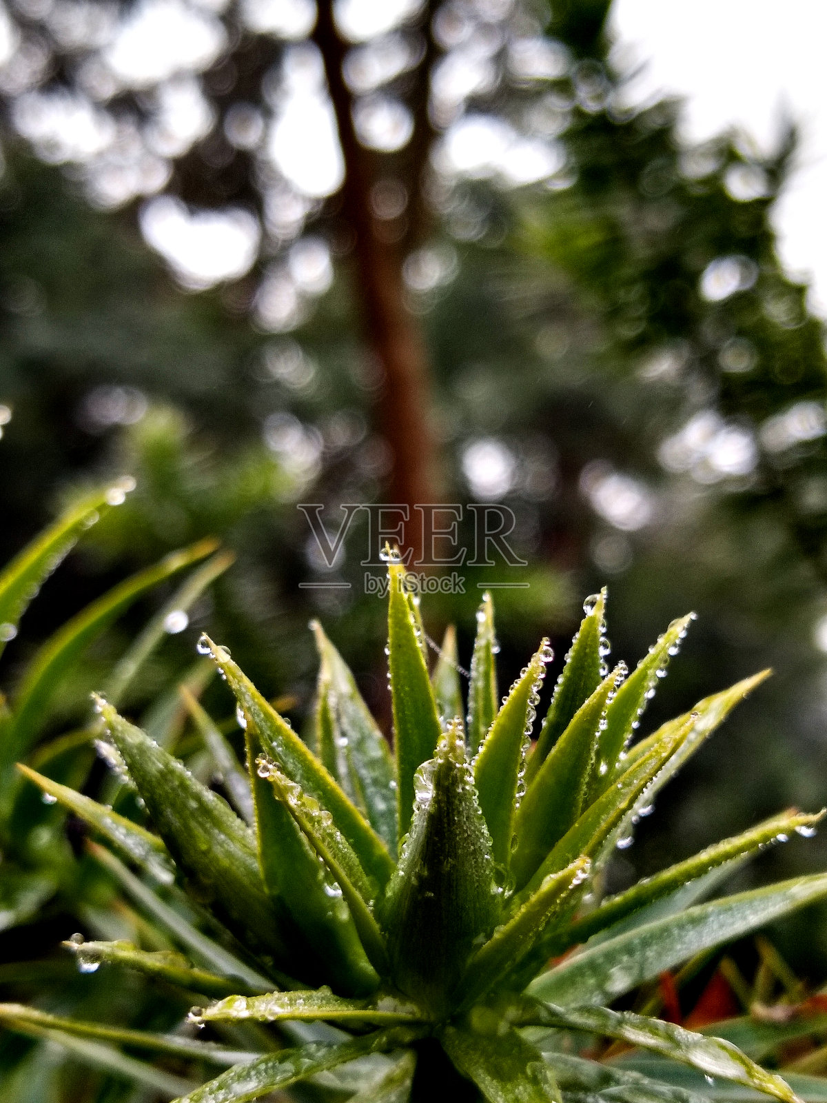 Araucaria树。照片摄影图片