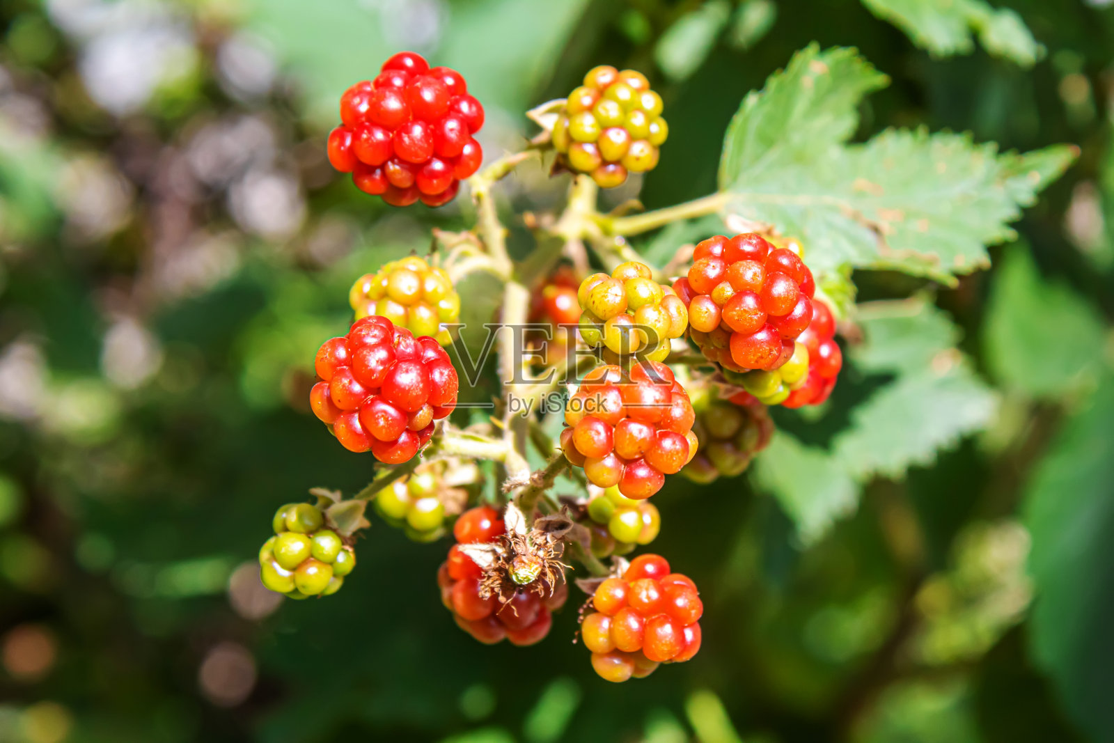 花园里长着黑莓。灌木上成熟和未成熟的黑莓。照片摄影图片
