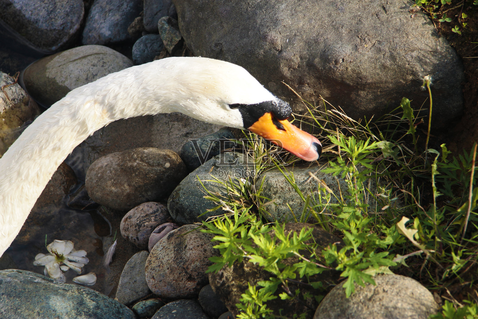 雪白的天鹅在池塘边寻找食物照片摄影图片