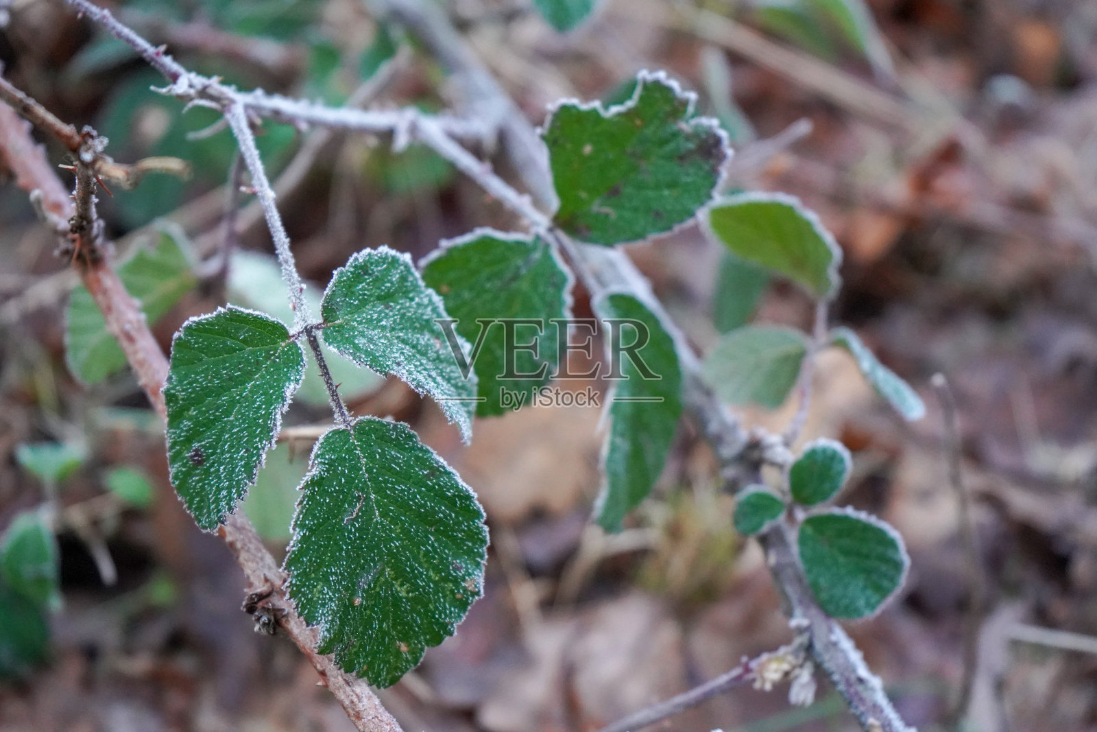 冬天霜冻的黑莓树叶照片摄影图片