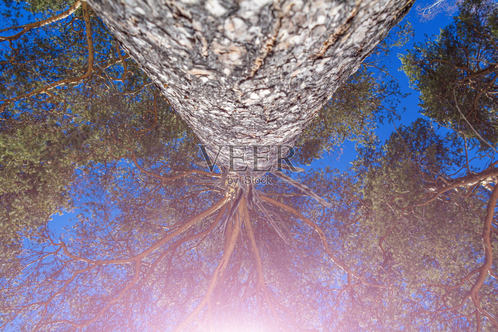 树从上到下。在阳光明媚的冬日，松树树干和树枝的倒立视角。在蓝色的大纹理树干上照片摄影图片