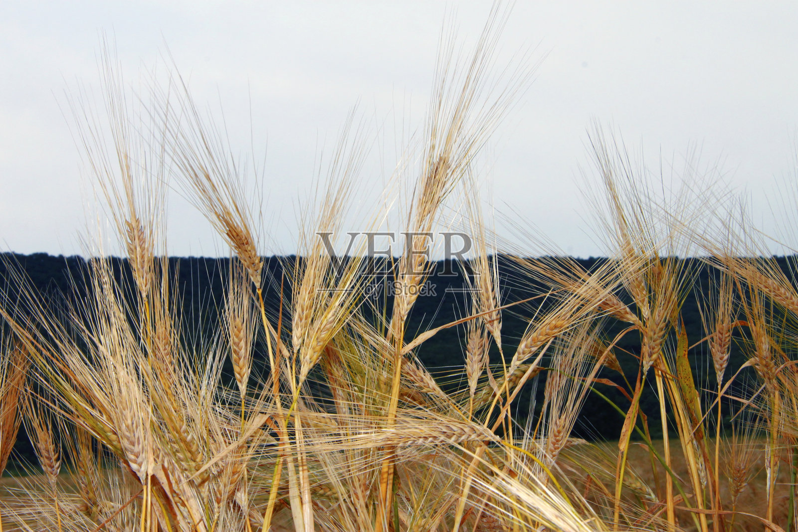 《收获前的夏季田野上的金耳朵》特写照片摄影图片