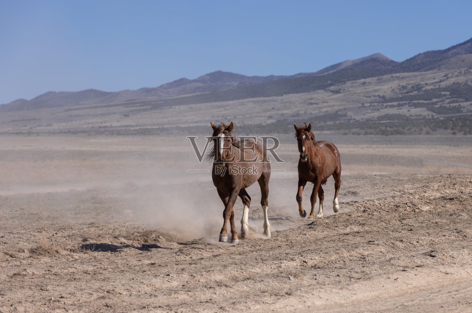 犹他州沙漠中的野马照片摄影图片