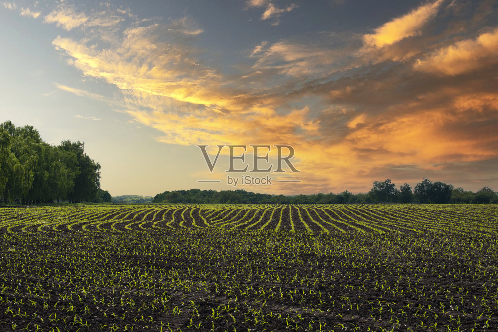 在乌克兰某处，春天的玉米田的广角视野照片摄影图片