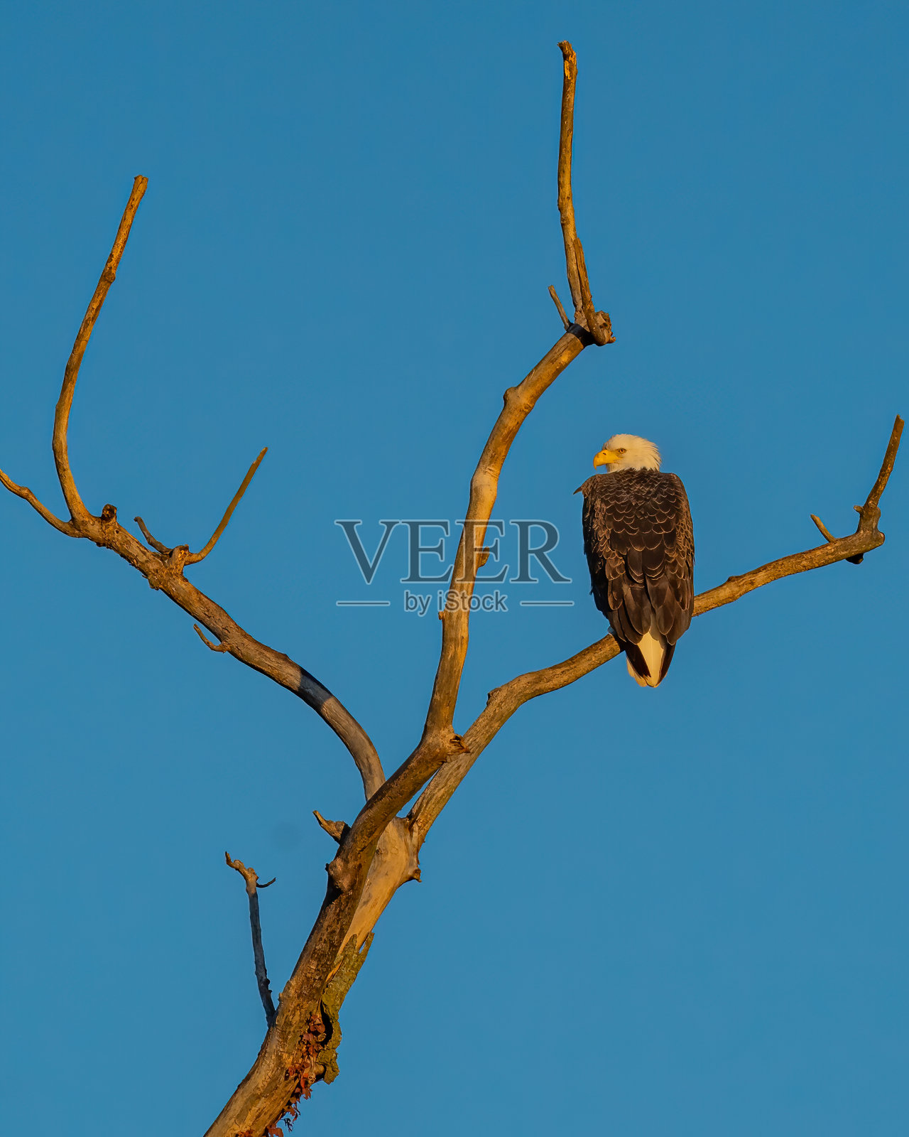 两只白头鹰栖息在波托马克河上照片摄影图片