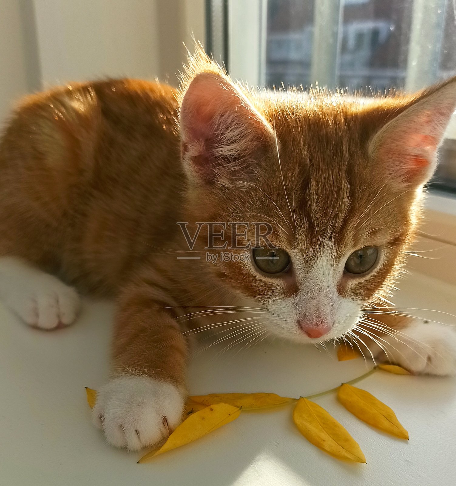 窗台上毛茸茸的小猫照片摄影图片