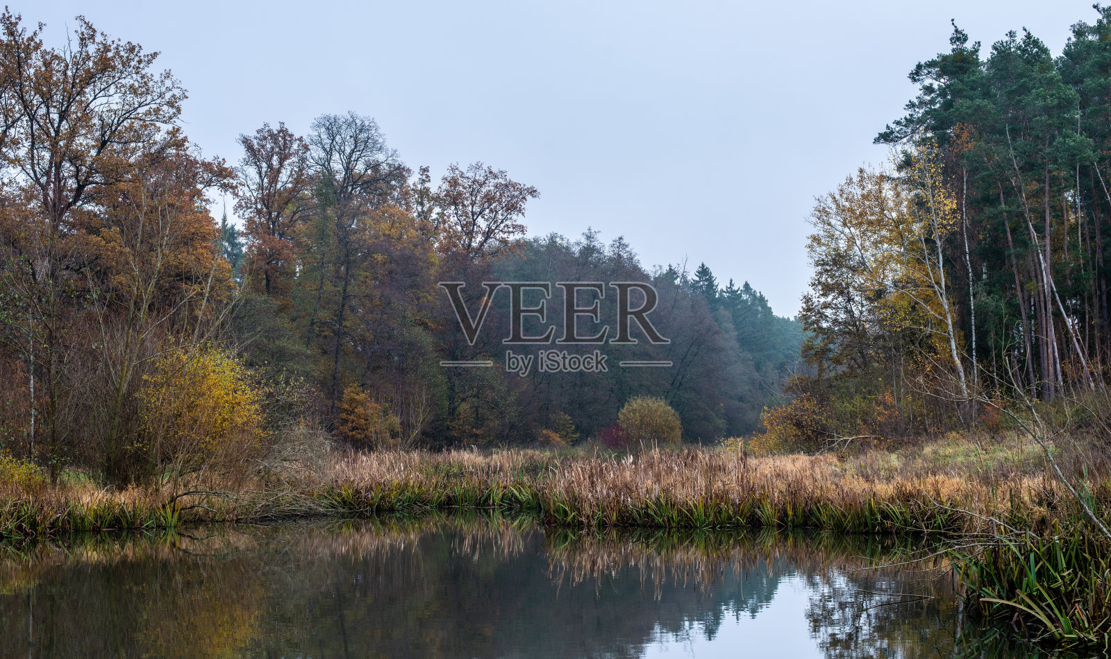 雾蒙蒙的早晨，秋色斑斓的池塘景色照片摄影图片
