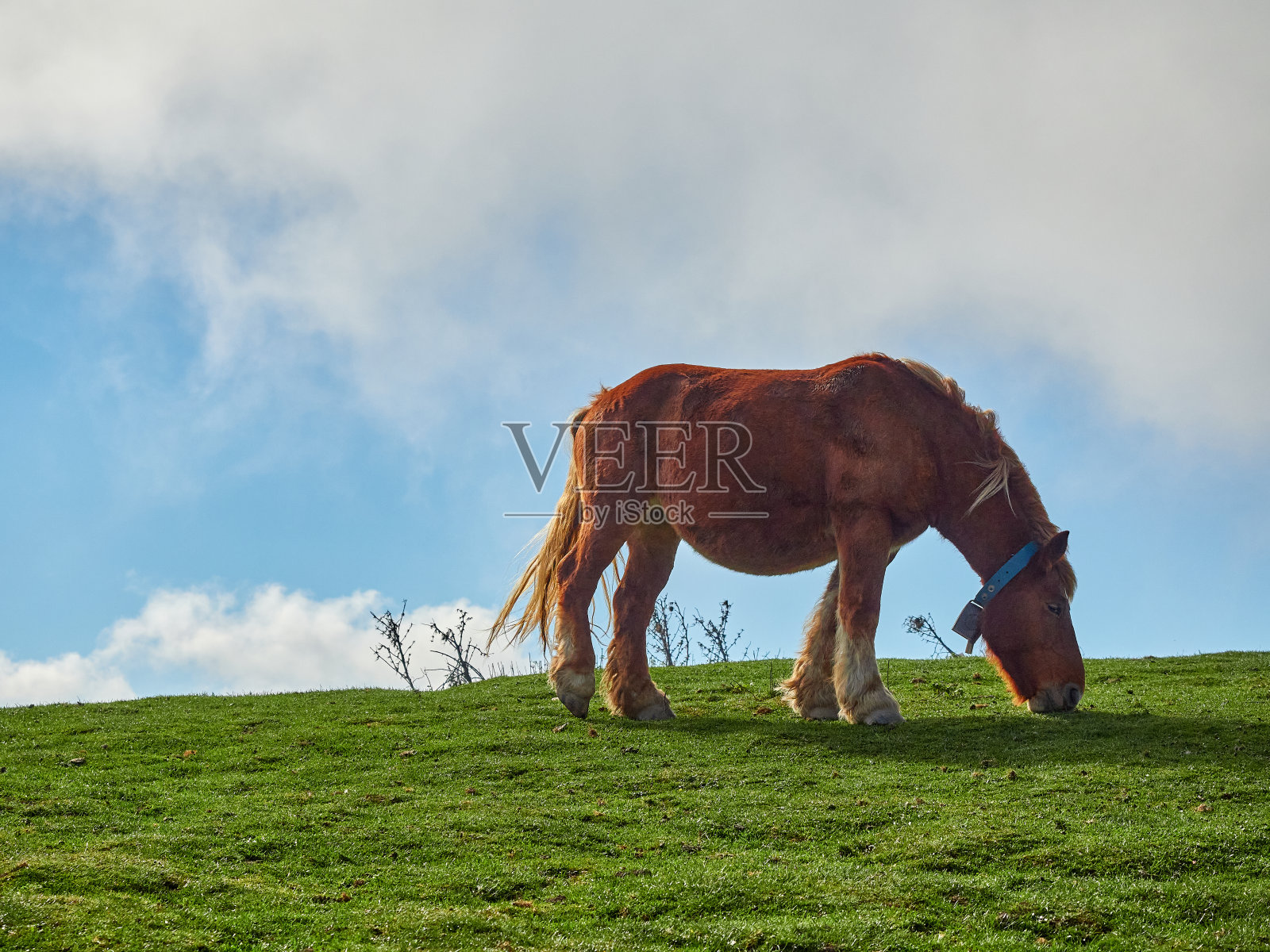 伊拉蒂森林的秋天来了照片摄影图片