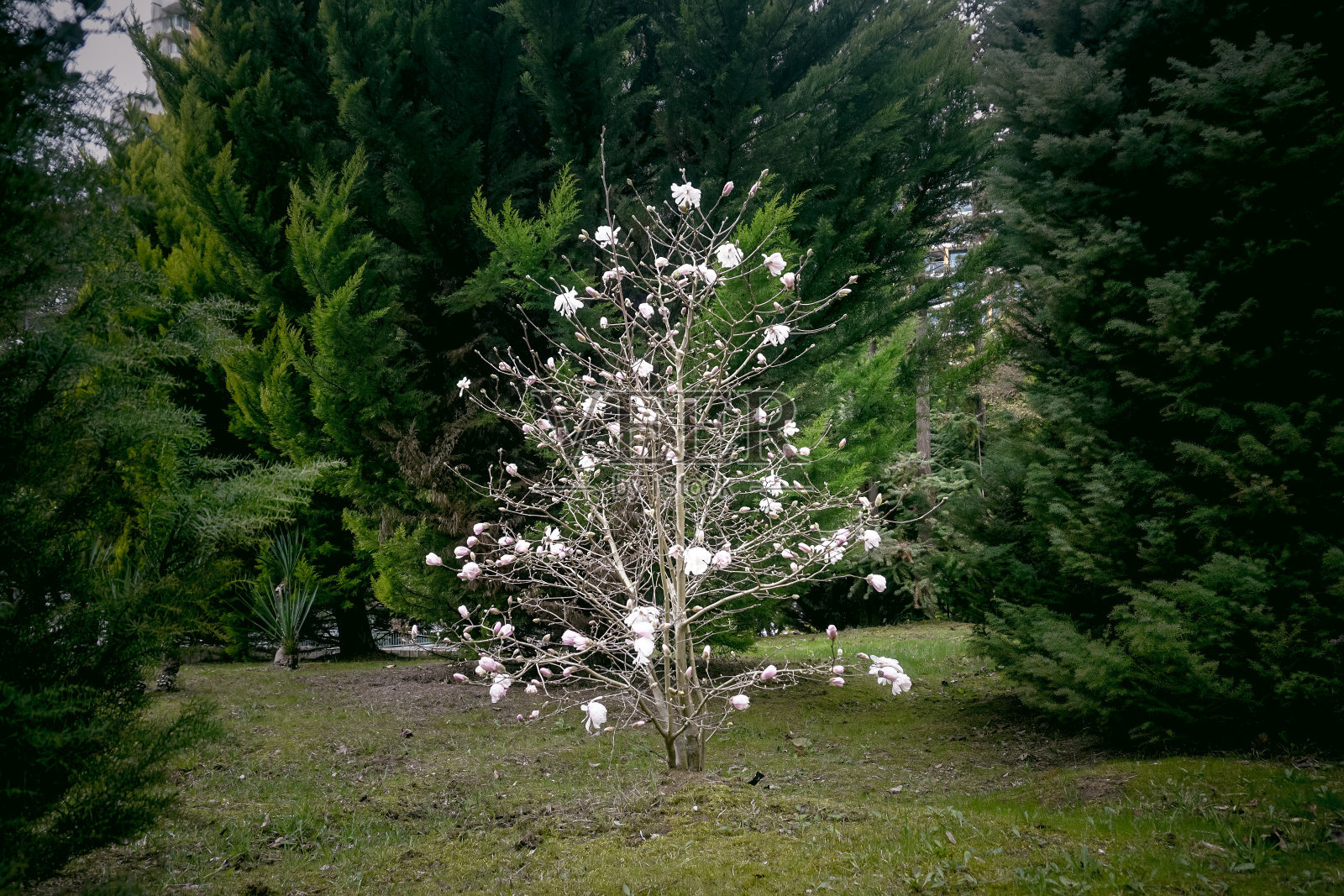 春天在针叶树丛中开花的树照片摄影图片