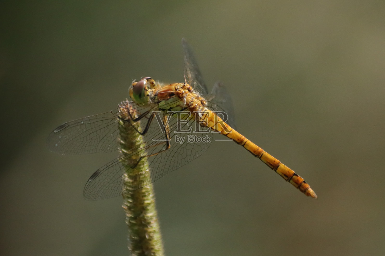 纹状同突照片摄影图片