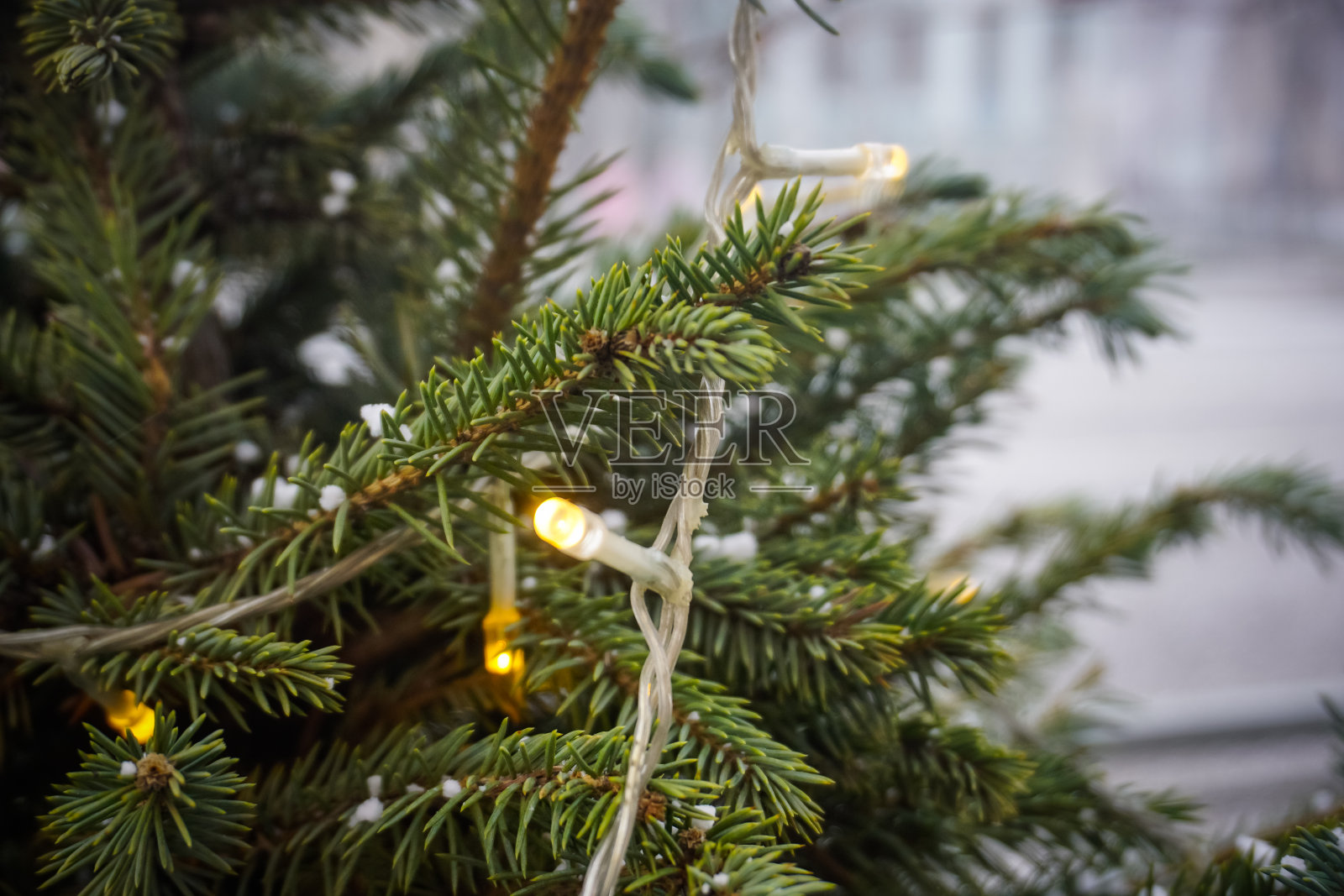 挂在云杉树枝上的花环照片摄影图片