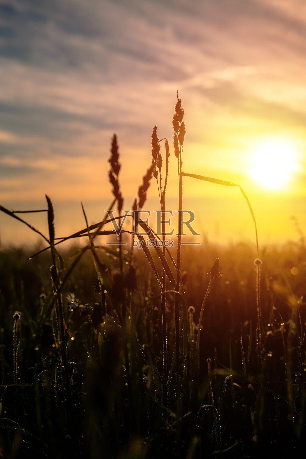 夏日的风景花，草地和草在天空日落。夏天的夜晚。照片摄影图片