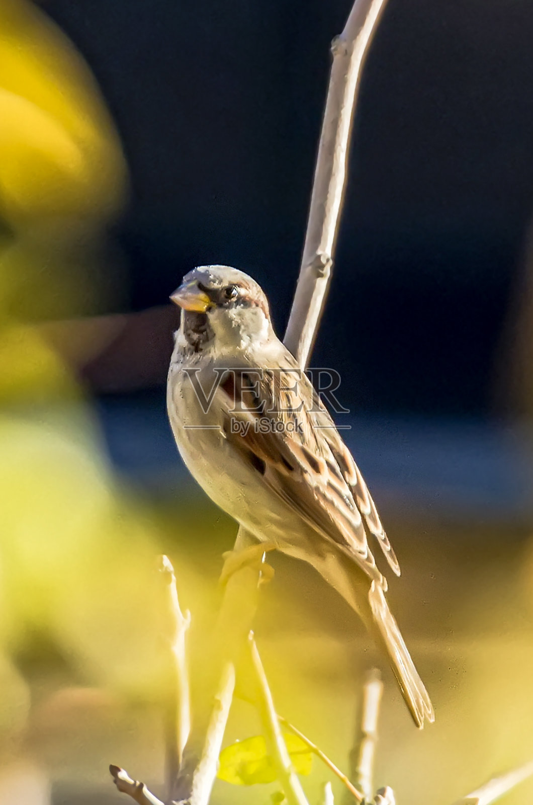 一个西班牙麻雀照片摄影图片