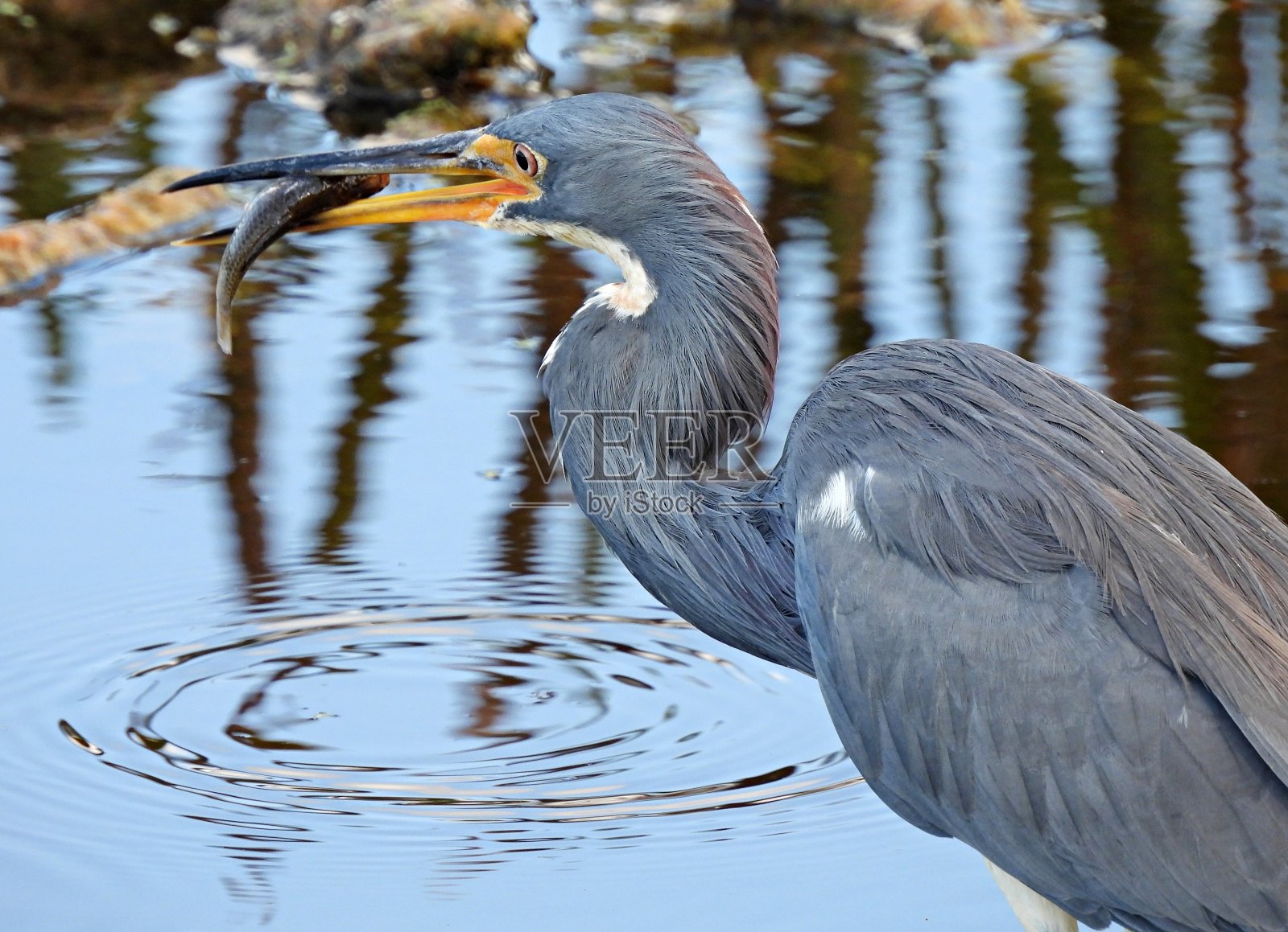 三色鹭(白鹭)在佛罗里达湿地吃鱼照片摄影图片