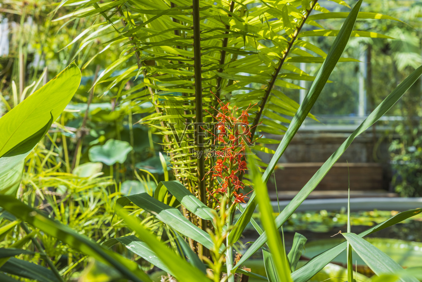 姜科植物姜花的近距离观察。瑞典。照片摄影图片